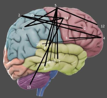 Frontale netwerkwerkverbindingen in het brein