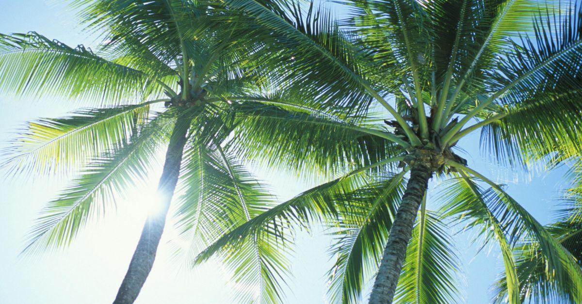 palmbomen