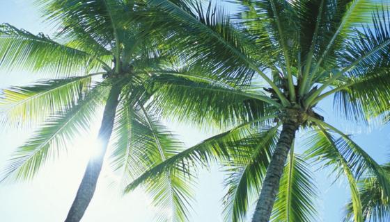 palmbomen